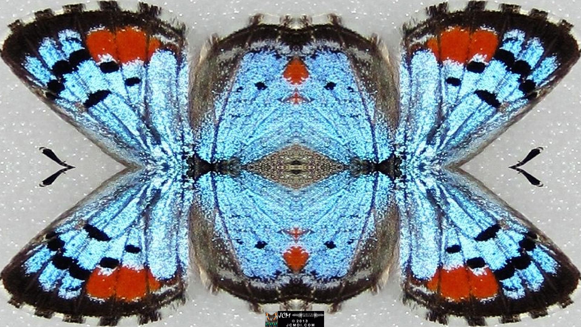 Quadroscopic art made from a digital butterfly image.